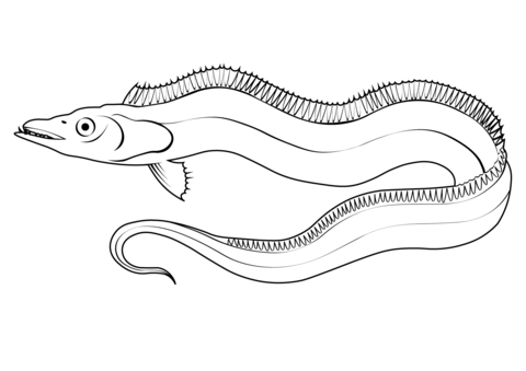 Ribbon Eel (Rhinomuraena Quaesita) Coloring Page